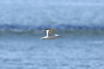 ウミネコ 甲子園浜(兵庫県西宮市) 2024年4月7日(日)