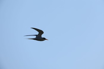 Little Tern 甲子園浜(兵庫県西宮市) Sat, 5/4/2024