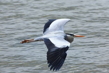 Grey Heron 甲子園浜(兵庫県西宮市) Sun, 4/7/2024