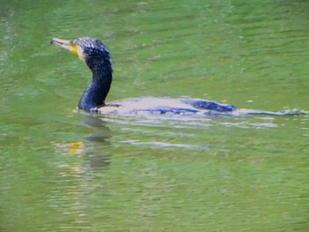 カワウ 舞岡公園 2024年5月9日(木)