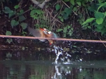 Common Kingfisher Maioka Park Thu, 5/9/2024