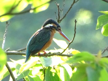 カワセミ 舞岡公園 2024年5月9日(木)