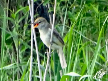 Oriental Reed Warbler Maioka Park Thu, 5/9/2024