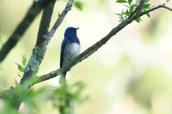 Blue-and-white Flycatcher 松之山 Fri, 5/3/2024