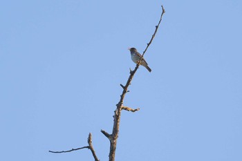 Japanese Thrush 松之山 Fri, 5/3/2024