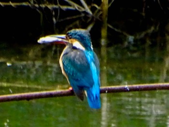 カワセミ 舞岡公園 2024年5月9日(木)