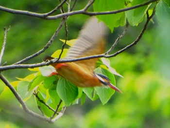 カワセミ 舞岡公園 2024年5月9日(木)