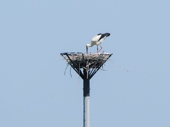 コウノトリ 渡良瀬遊水地 2024年4月28日(日)