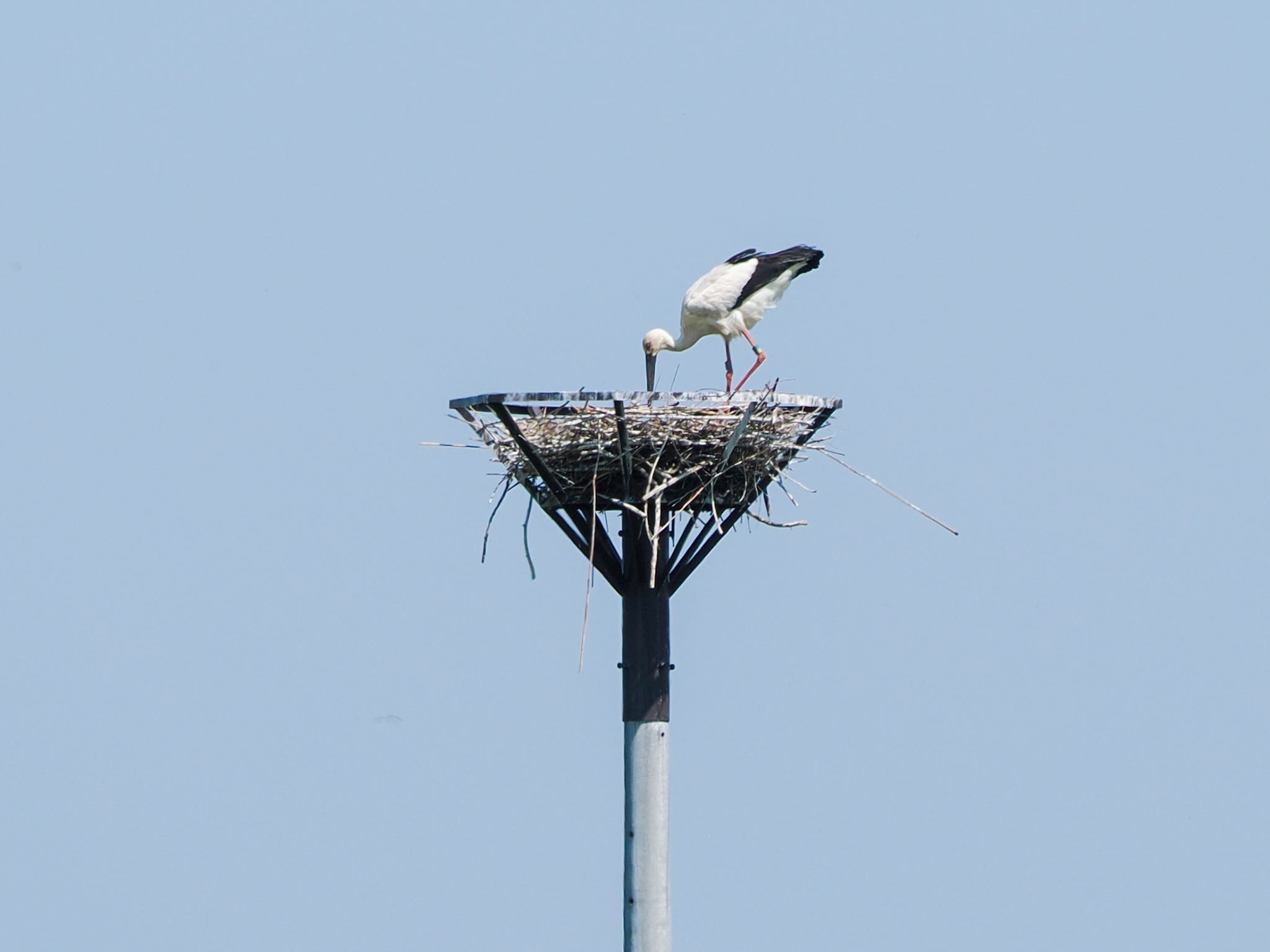 コウノトリ