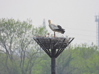 Oriental Stork Watarase Yusuichi (Wetland) Sun, 4/28/2024