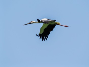 2024年4月28日(日) 渡良瀬遊水地の野鳥観察記録