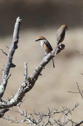 Sun, 4/28/2024 Birding report at 覚満淵