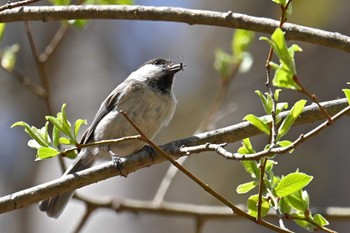 Willow Tit 大蔵高丸 Sat, 5/4/2024