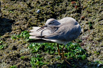 Grey-tailed Tattler 日の出三番瀬沿い緑道 Sun, 5/5/2024