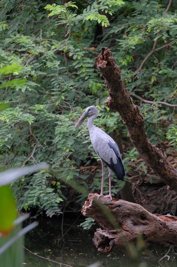 2024年5月8日(水) Wachirabenchathat Park(Suan Rot Fai)の野鳥観察記録