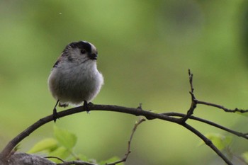 Long-tailed Tit ＭＦ Thu, 4/18/2024