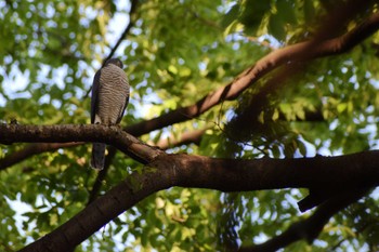 Japanese Sparrowhawk ＭＦ Fri, 5/3/2024