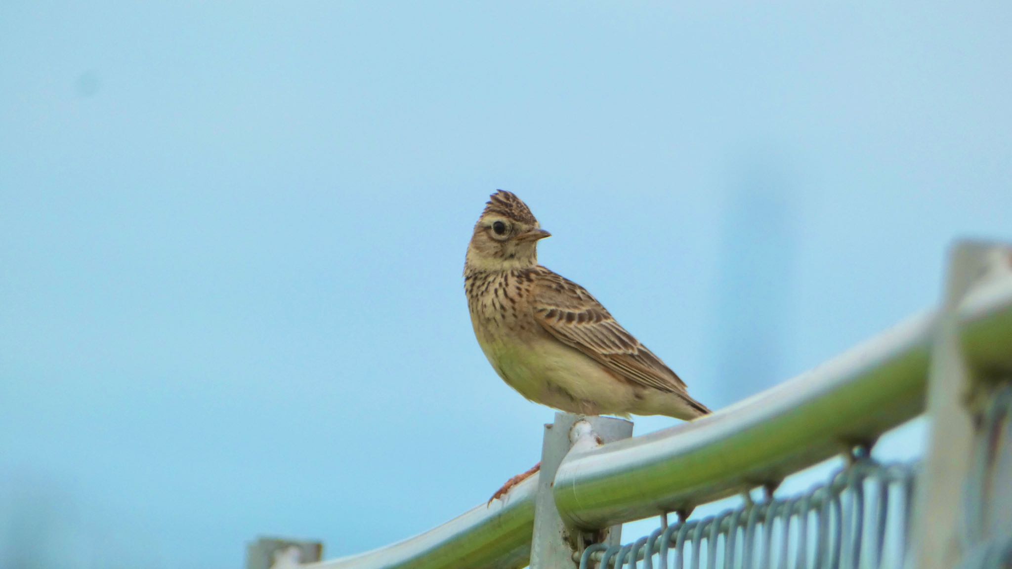 Eurasian Skylark