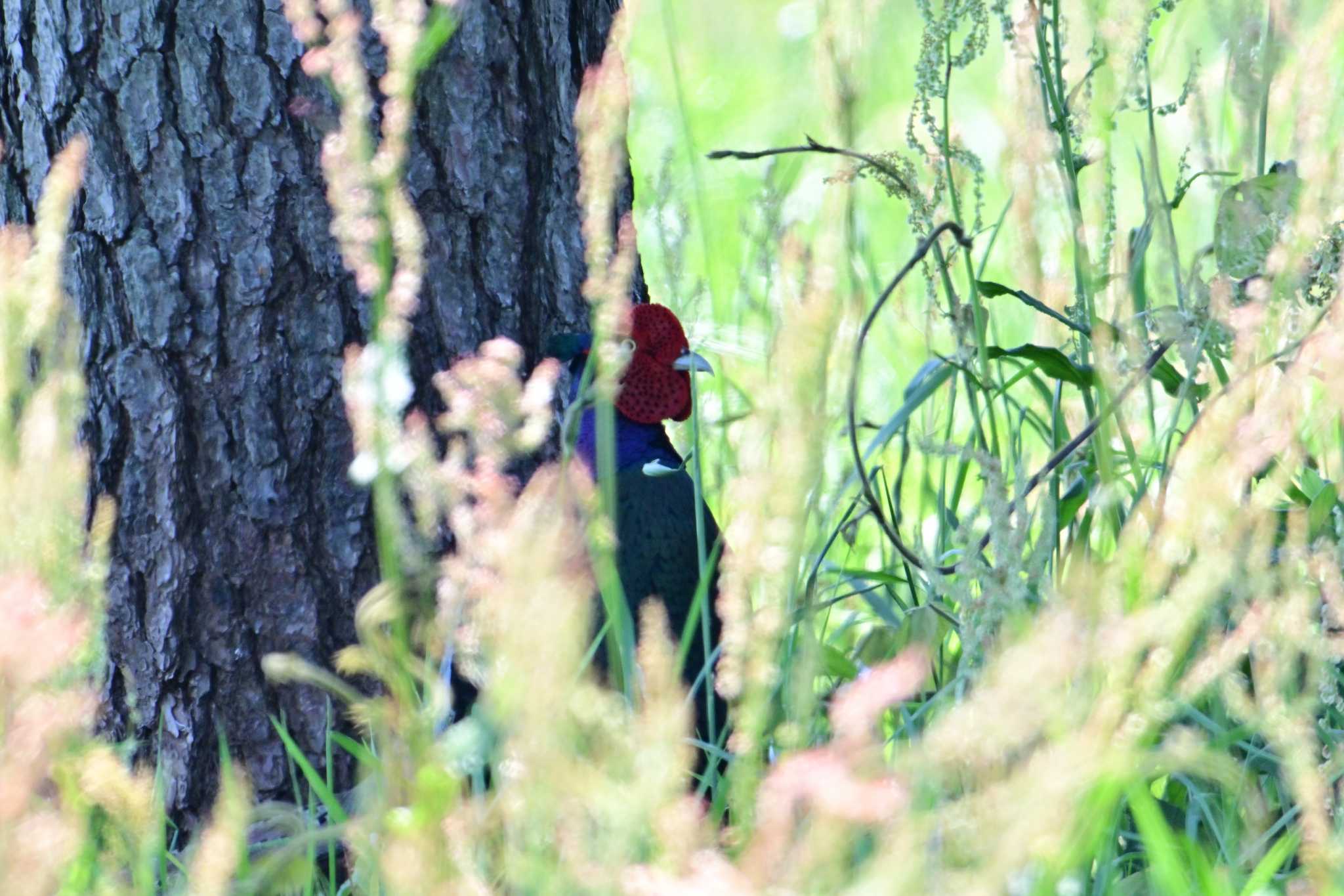 Green Pheasant