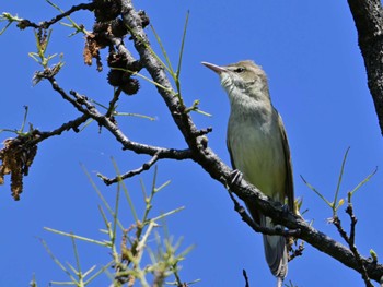 Oriental Reed Warbler 平城宮跡 Sun, 5/5/2024