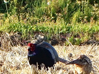 2024年5月5日(日) 阿賀川(福島県)の野鳥観察記録