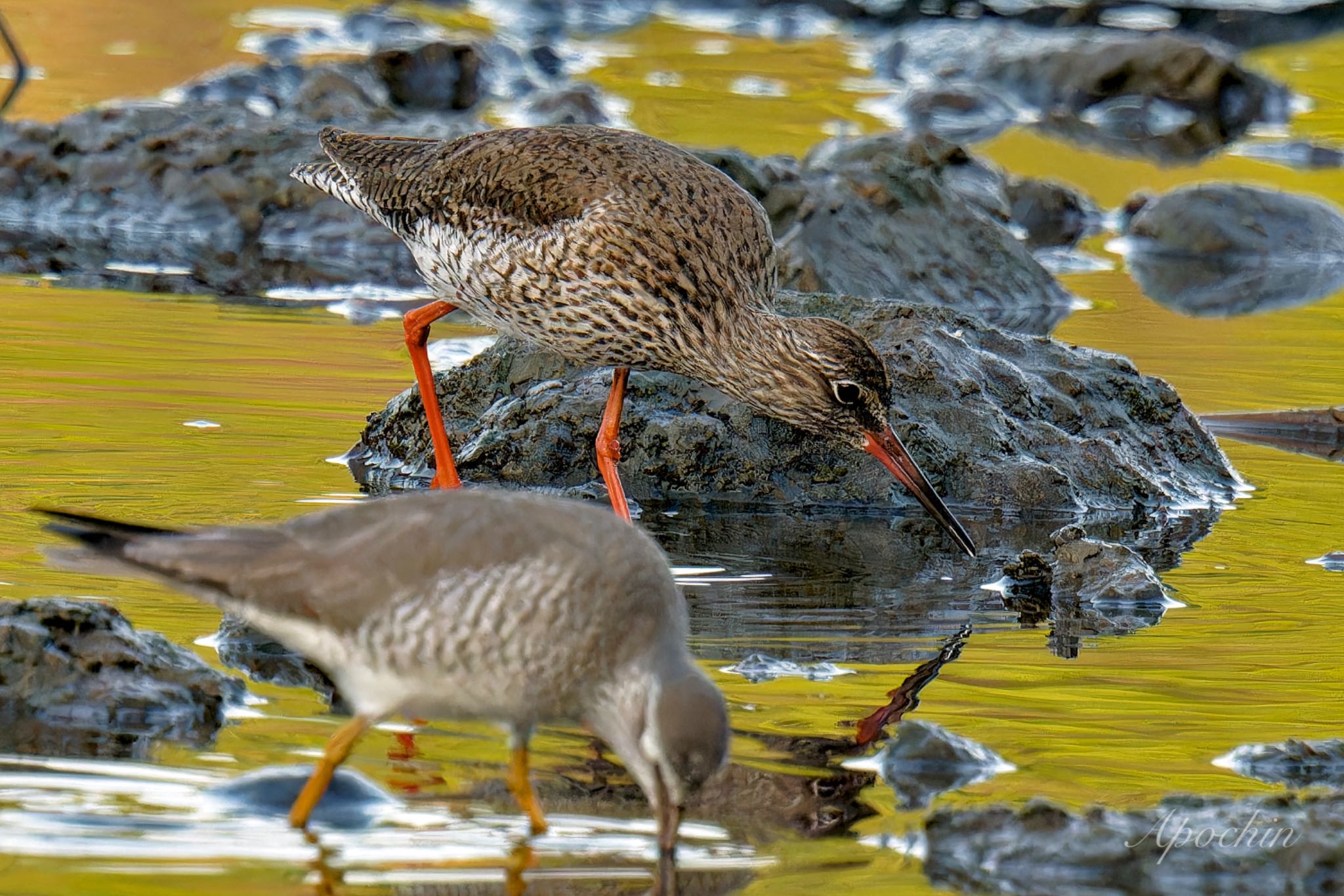 Photo of Common Redshank at Kasai Rinkai Park by アポちん