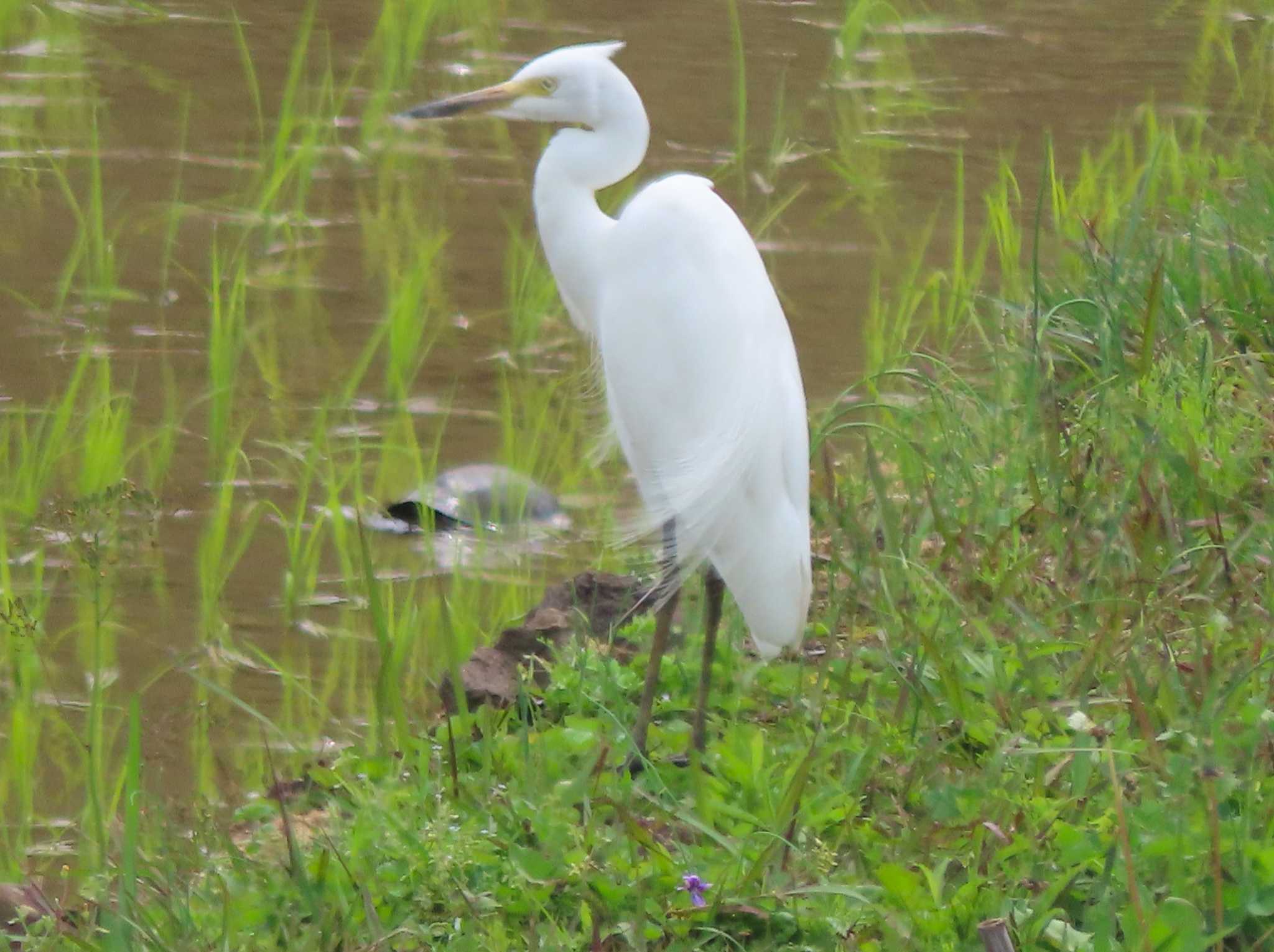 Medium Egret