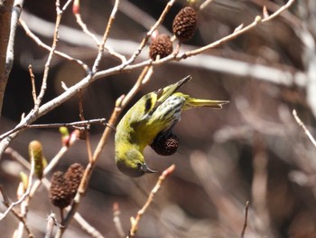 Eurasian Siskin 仁ヶ久保林道 神奈川県伊勢原市 Sat, 3/9/2024