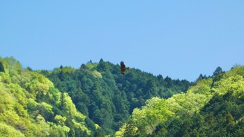 トビ 布目ダム 2024年4月28日(日)