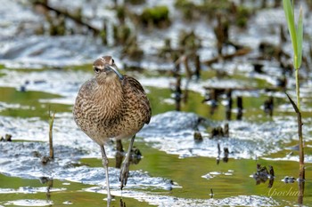 チュウシャクシギ 葛西臨海公園 2024年5月5日(日)