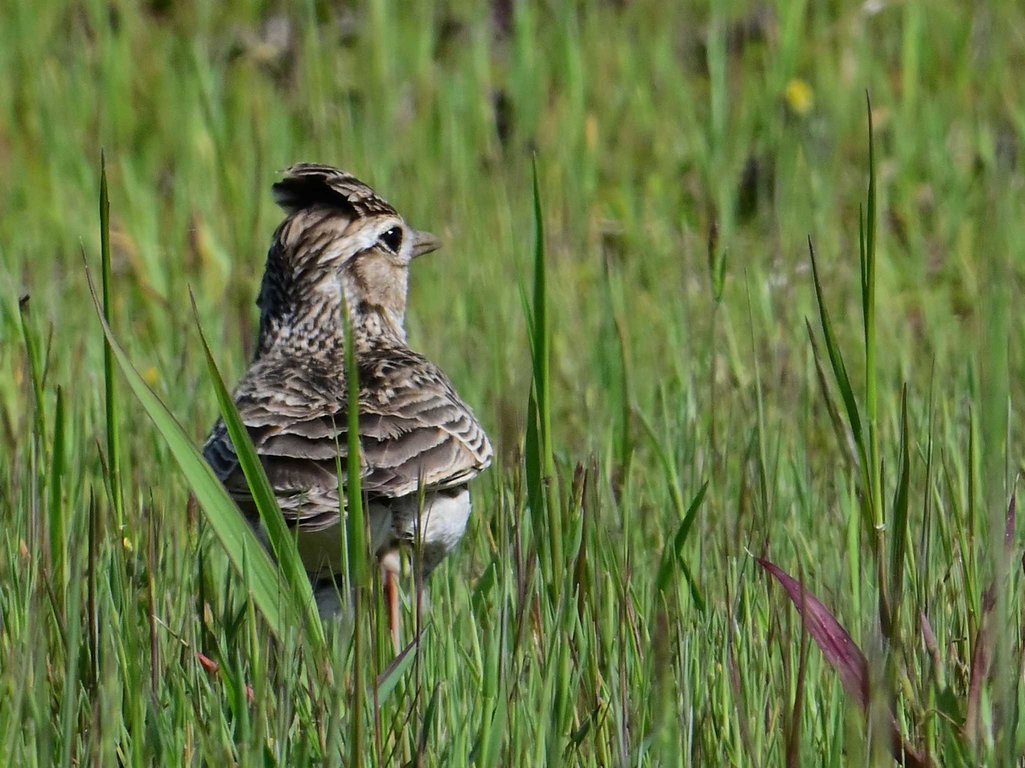 Eurasian Skylark