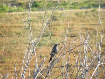 Brown-eared Bulbul 阿賀川(福島県) Sun, 5/5/2024