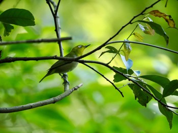 Japanese White-eye(stejnegeri) Miyakejima Island Sun, 4/28/2024