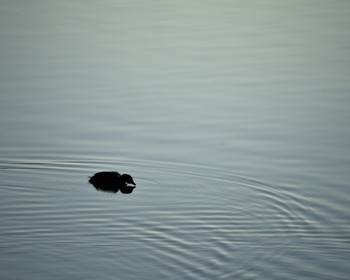 Little Grebe Isanuma Fri, 5/10/2024