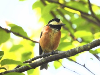 Varied Tit 三重県名張市東山ふれあいの森 Fri, 5/10/2024