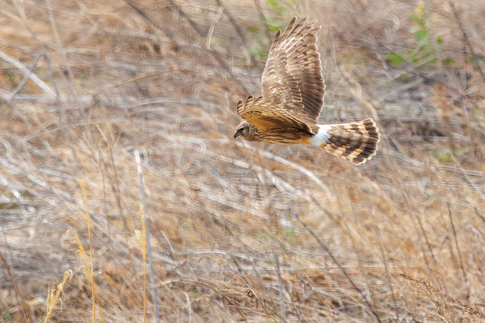 Photo of Hen Harrier at 利根川 by d3_plus