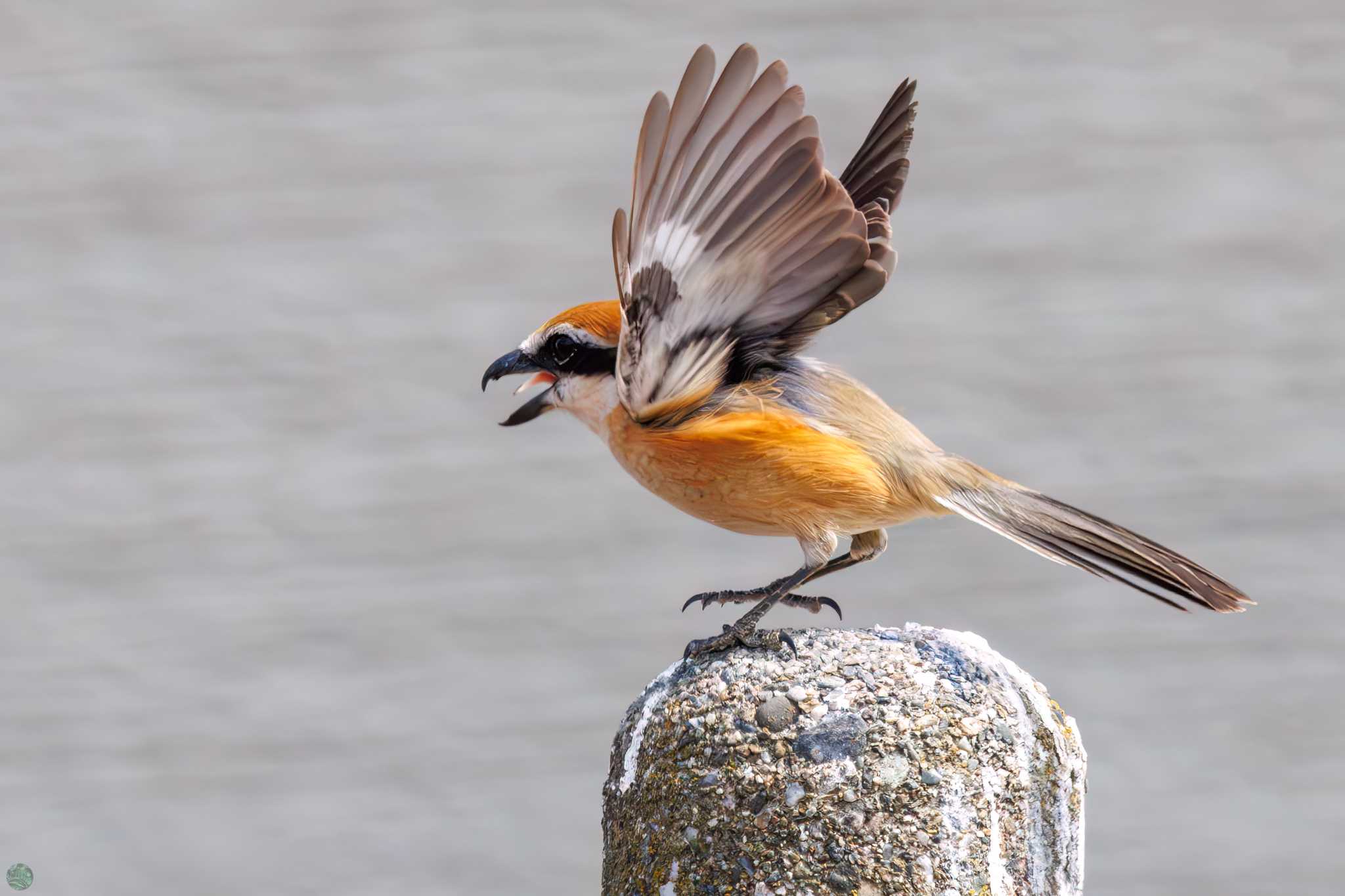 Photo of Bull-headed Shrike at 利根川 by d3_plus