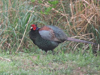 Green Pheasant 富士山麓 Thu, 5/9/2024