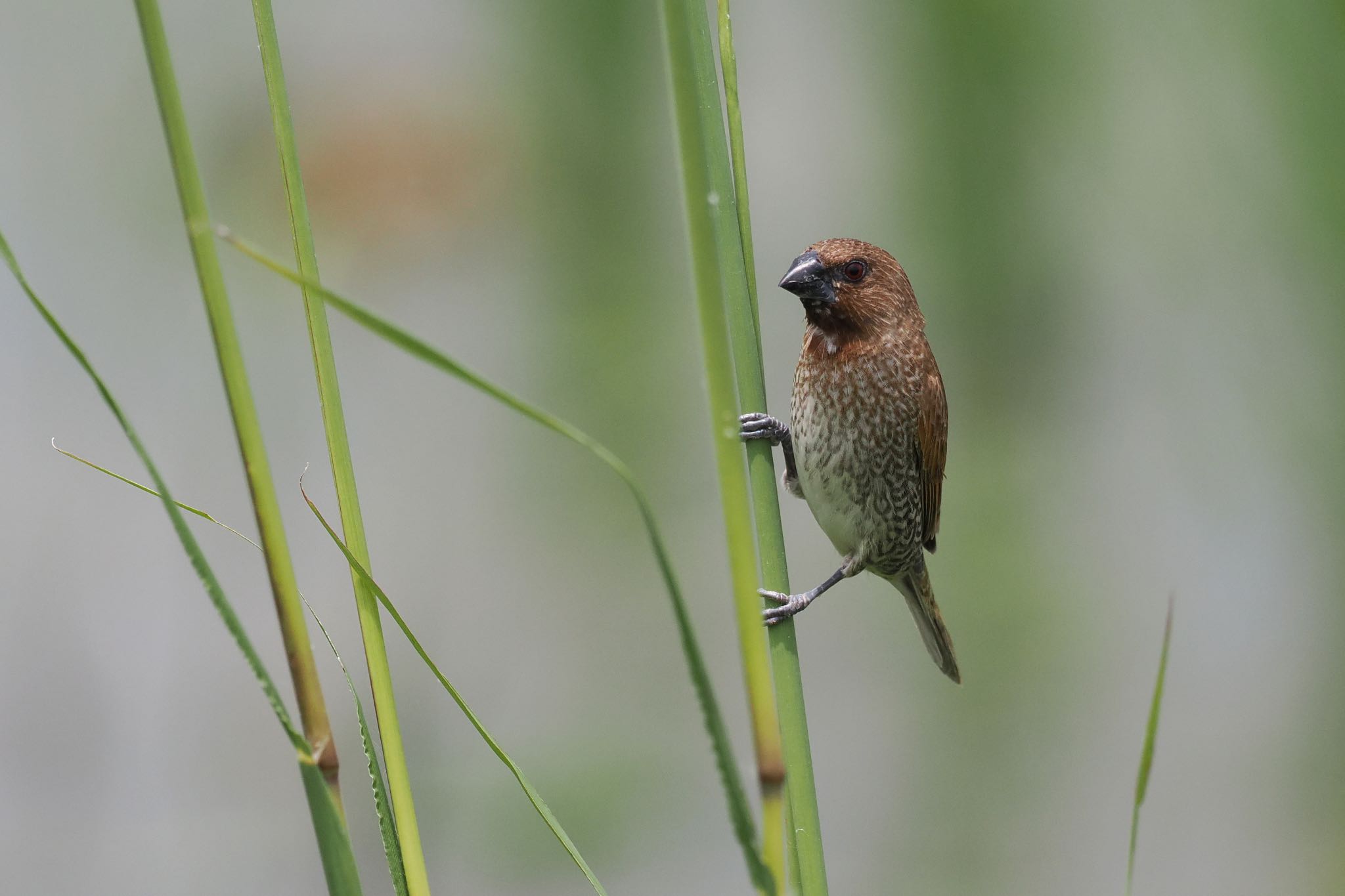 Photo of Scaly-breasted Munia at  by エナガ好き