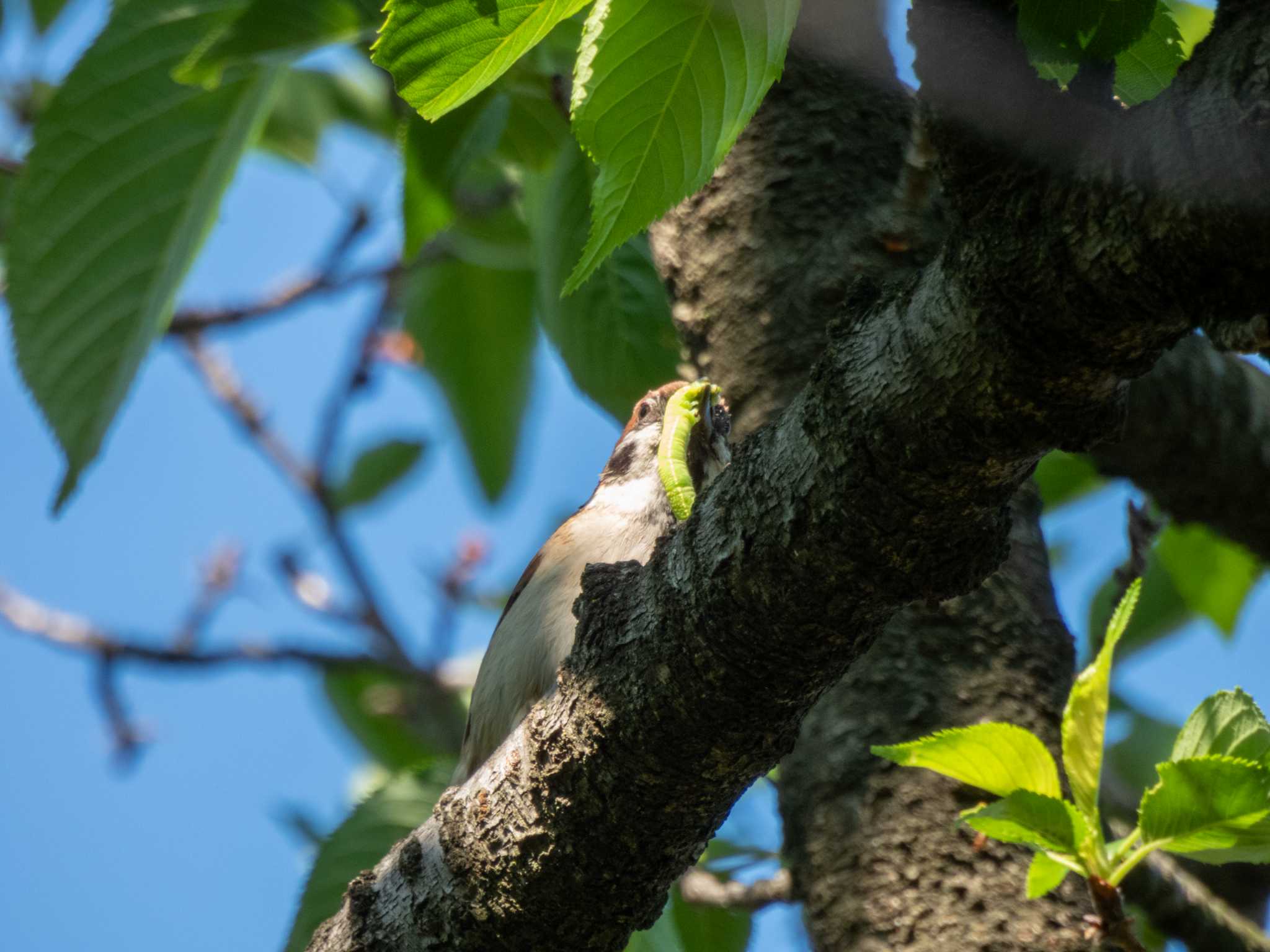 Eurasian Tree Sparrow