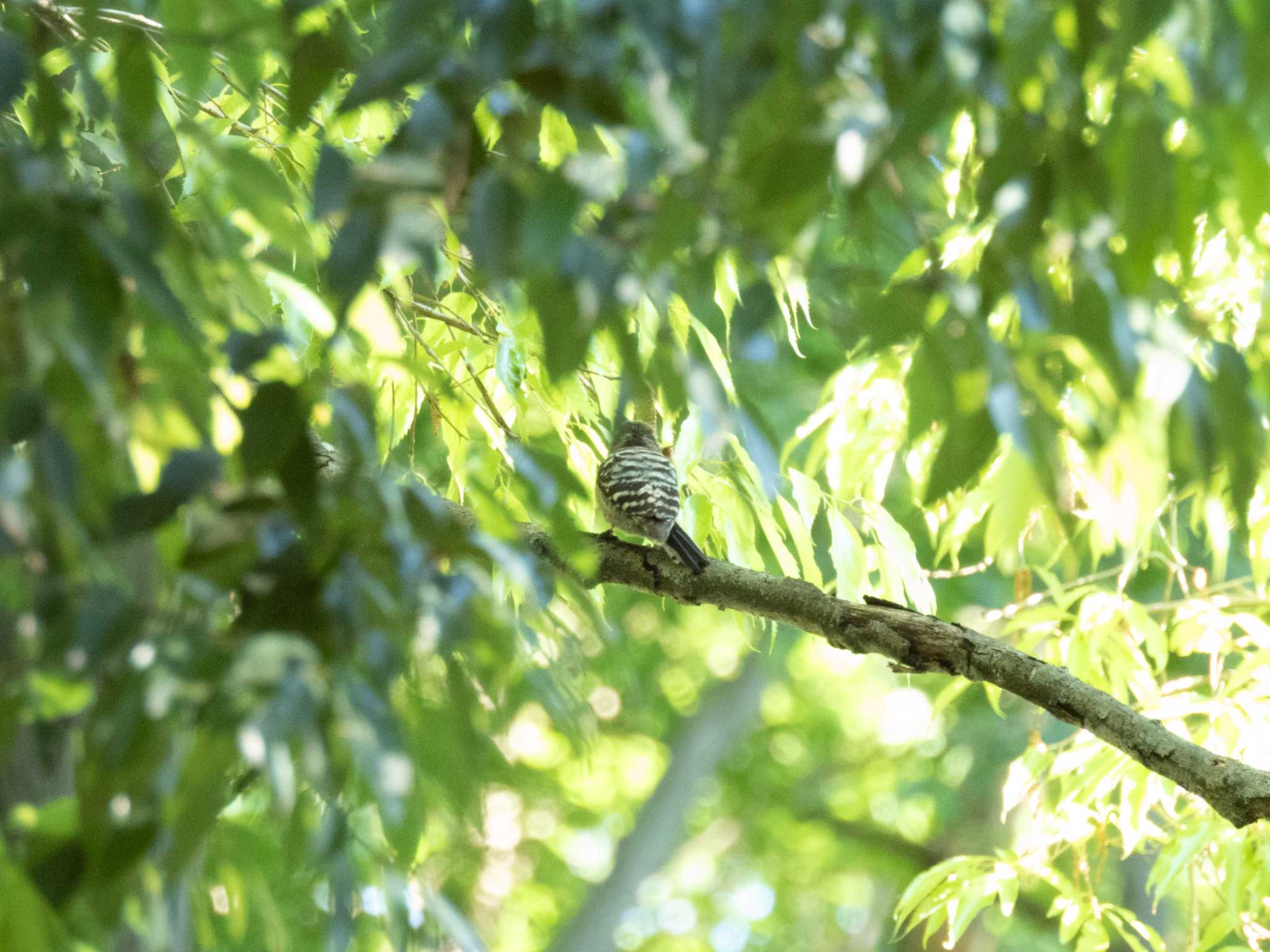 Japanese Pygmy Woodpecker