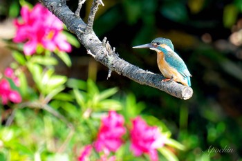 Common Kingfisher 近所 Fri, 5/3/2024