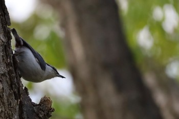 Eurasian Nuthatch(asiatica) 宮の森緑地 Fri, 5/10/2024