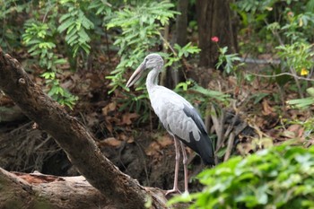 スキハシコウ Wachirabenchathat Park(Suan Rot Fai) 2024年5月8日(水)