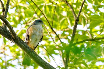 Japanese Sparrowhawk 近所 Fri, 5/3/2024