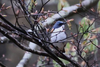 Siberian Blue Robin Yanagisawa Pass Thu, 5/2/2024