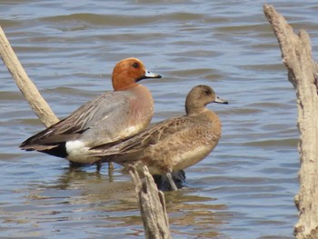 Eurasian Wigeon Izunuma Sun, 5/5/2024