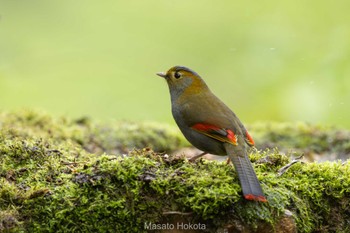 Emei Shan Liocichla 老君山(Laojunshan) Sat, 4/20/2024