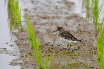 Long-toed Stint Ishigaki Island Sat, 4/6/2024