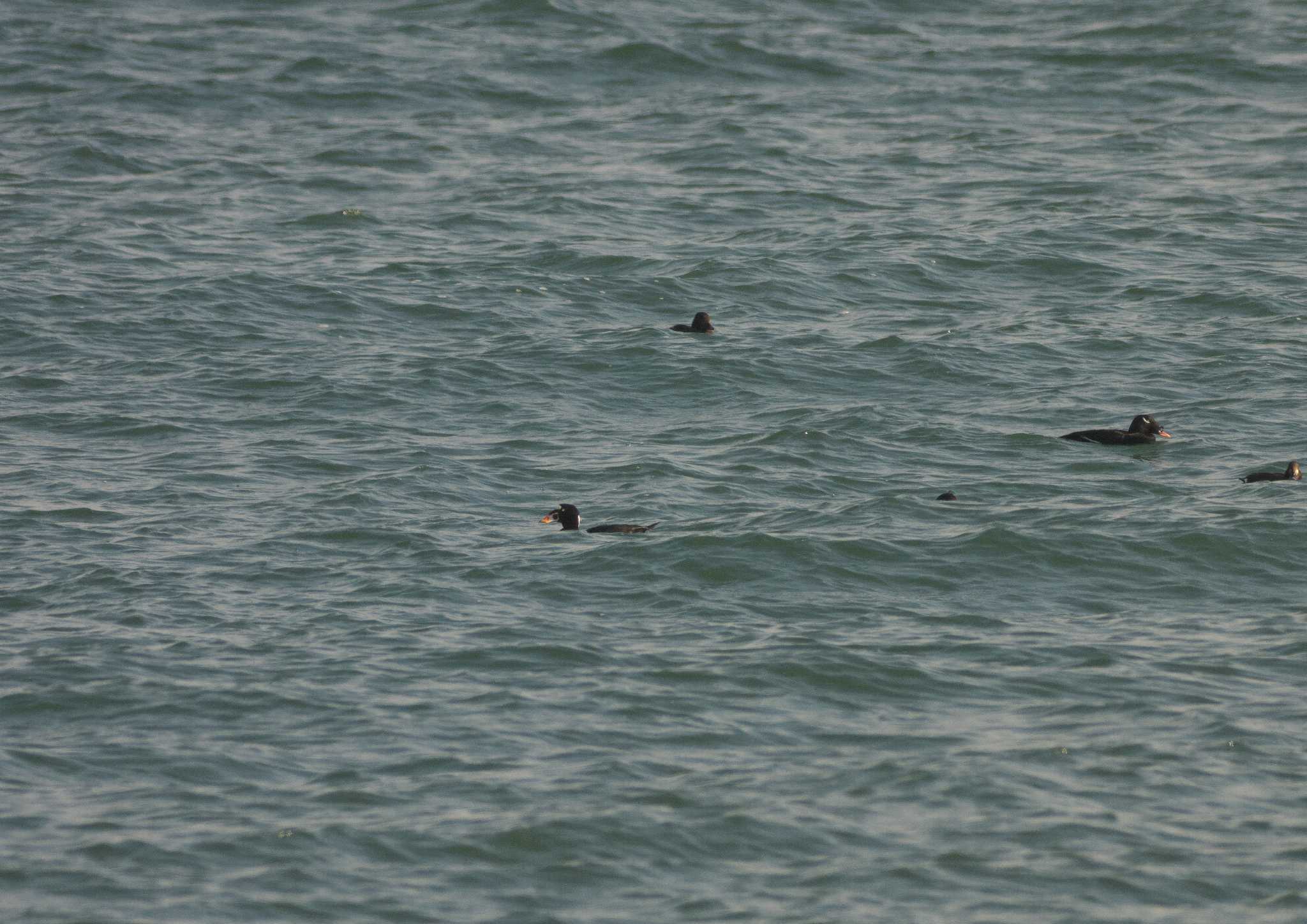 Photo of Surf Scoter at 九十九里 by アカウント14669